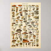  1909 Mushrooms Art door Adolphe Millot Poster (Voorkant)