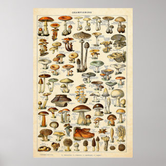  1909 Mushrooms Art door Adolphe Millot Poster