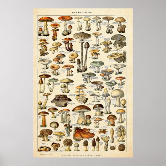  1909 Mushrooms Art door Adolphe Millot Poster (Voorkant)