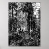 1910 STANLEY PARK CANADA LOGGGERS POSTER (Voorkant)