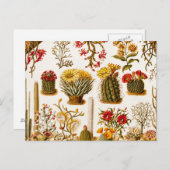  1911 Cactus Flower Old Floral Illustration Briefkaart (Voorkant / Achterkant)