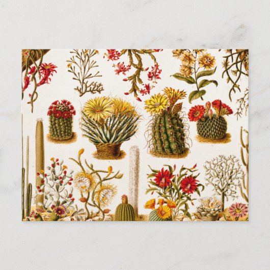  1911 Cactus Flower Old Floral Illustration Briefkaart (Voorkant)