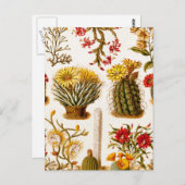  1911 Cactus Flower Old Floral Illustration Briefkaart (Voorkant / Achterkant)