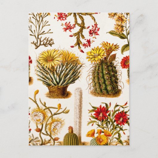  1911 Cactus Flower Old Floral Illustration Briefkaart (Voorkant)