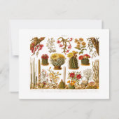  1911 Cactus Flower Old Floral Illustration Kaart (Voorkant)