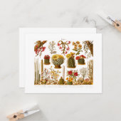  1911 Cactus Flower Old Floral Illustration Kaart (Voorkant / Achterkant in situ)