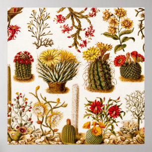  1911 Cactus Flower Old Floral Illustration Poster