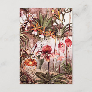 1911 Illustratie van de Orchid Flower Variety Kaart