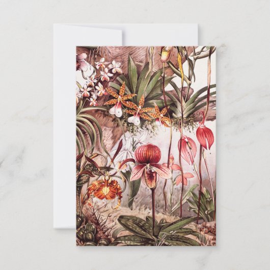  1911 Illustratie van de Orchid Flower Variety Kaart (Voorkant)