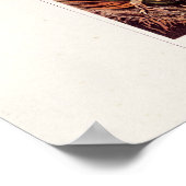  1911 Illustratie van de Orchid Flower Variety Poster (Hoek)