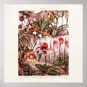  1911 Illustratie van de Orchid Flower Variety Poster