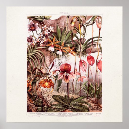  1911 Illustratie van de Orchid Flower Variety Poster (Voorkant)