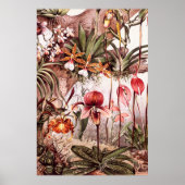  1911 Illustratie van de Orchid Flower Variety Poster (Voorkant)