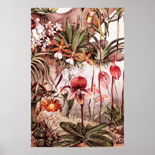  1911 Illustratie van de Orchid Flower Variety Poster (Voorkant)