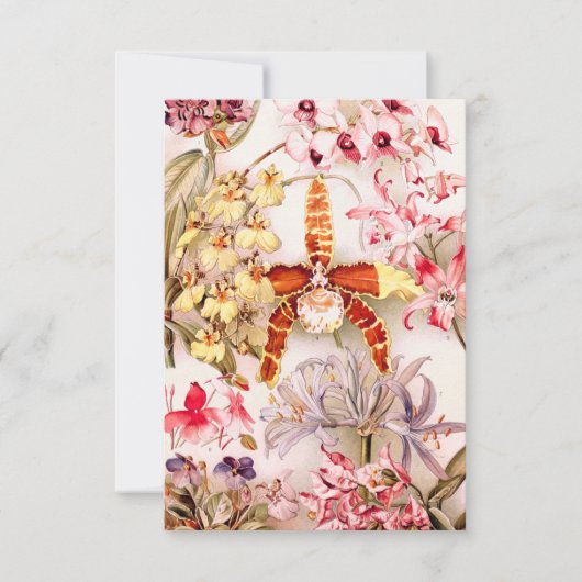 1911 Orochidee - oude illustratie Kaart (Voorkant)