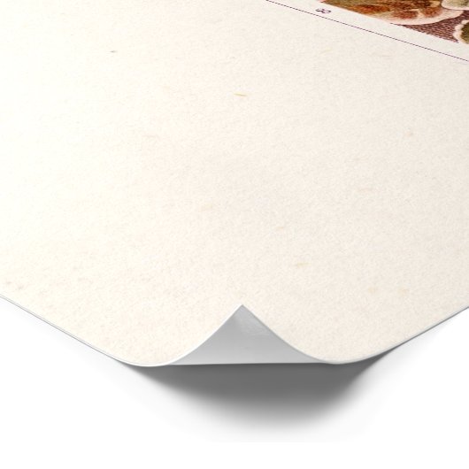 1911 Roze orchidee ventilator illustratie Poster (Hoek)