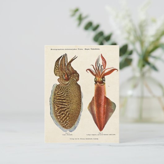 1913 Sepia und Octopus Briefkaart (Staand voorkant)