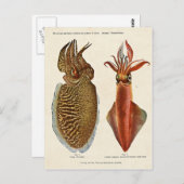 1913 Sepia und Octopus Briefkaart (Voorkant / Achterkant)