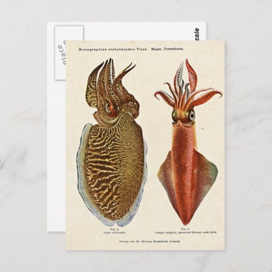 1913 Sepia und Octopus Briefkaart (Voorkant / Achterkant)