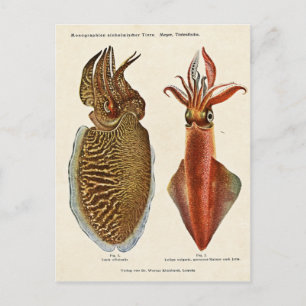 1913 Sepia und Octopus Briefkaart