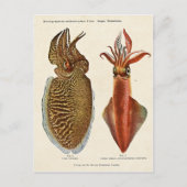 1913 Sepia und Octopus Briefkaart (Voorkant)