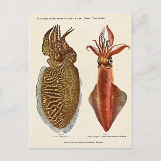 1913 Sepia und Octopus Briefkaart (Voorkant)