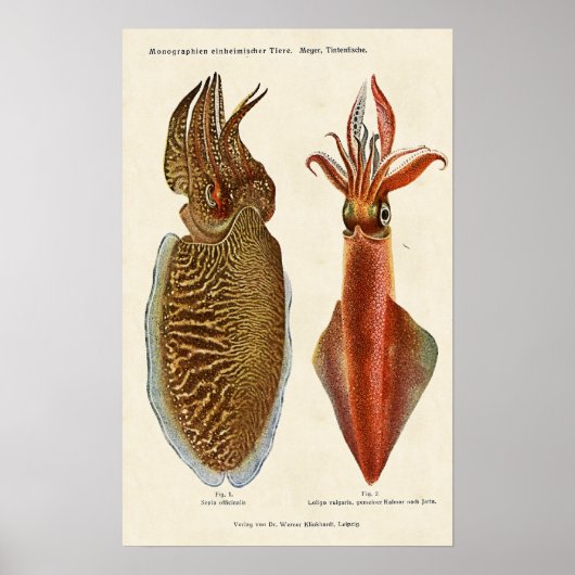 1913 Sepia und Octopus Poster (Voorkant)