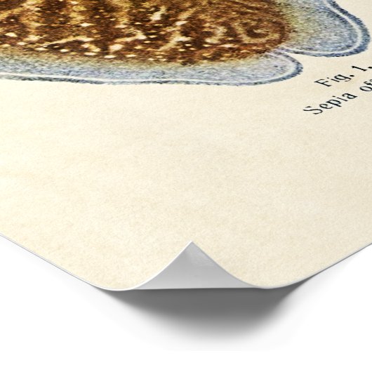 1913 Sepia und Octopus Poster (Hoek)