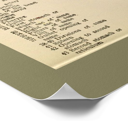 1917 Koe Interne anatomiegrafiek Poster (Hoek)