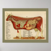 1917 Koe Interne anatomiegrafiek Poster (Voorkant)