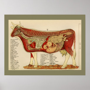 1917  Koe Interne anatomiegrafiek Poster