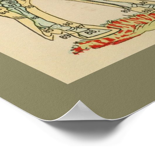 1917  Koe Skeletanatomie Grafiek Poster (Hoek)