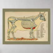 1917  Koe Skeletanatomie Grafiek Poster (Voorkant)