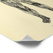  1920 Connective Tissue Anatomy Art Print (Hoek)