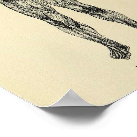  1920 Connective Tissue Anatomy Art Print (Hoek)