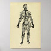  1920 Connective Tissue Anatomy Art Print (Voorkant)
