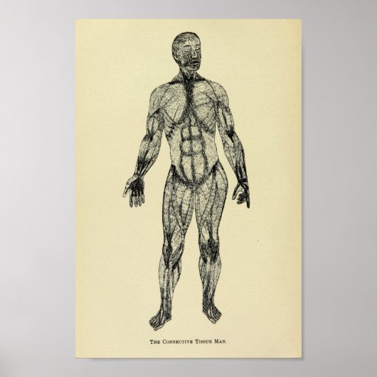  1920 Connective Tissue Anatomy Art Print (Voorkant)