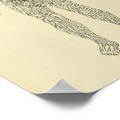 1920 lymfatisch systeem, anatomie, art afdrukken poster (Hoek)