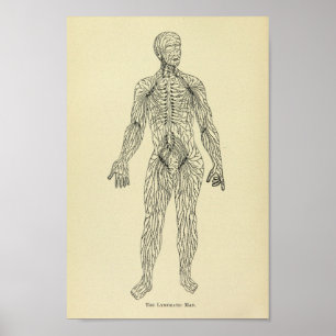 1920 lymfatisch systeem, anatomie, art afdrukken poster