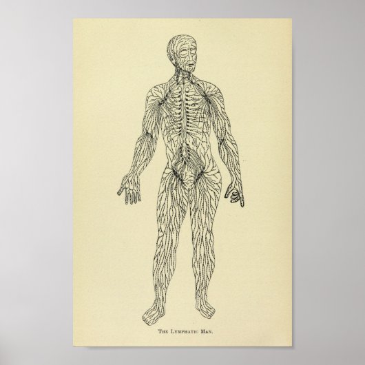 1920 lymfatisch systeem, anatomie, art afdrukken poster (Voorkant)