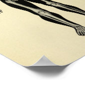  1920 Skeleton Anatomy Art Print (Hoek)