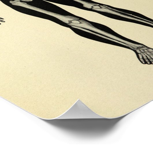 1920 Skeleton Anatomy Art Print (Hoek)