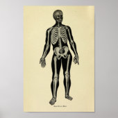  1920 Skeleton Anatomy Art Print (Voorkant)
