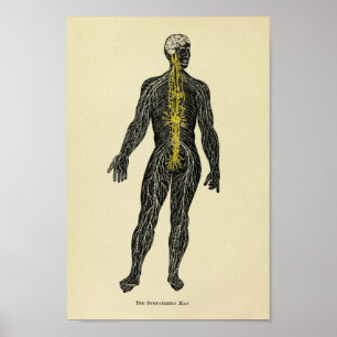  1920 Sympathische Nerves Anatomy Art Print