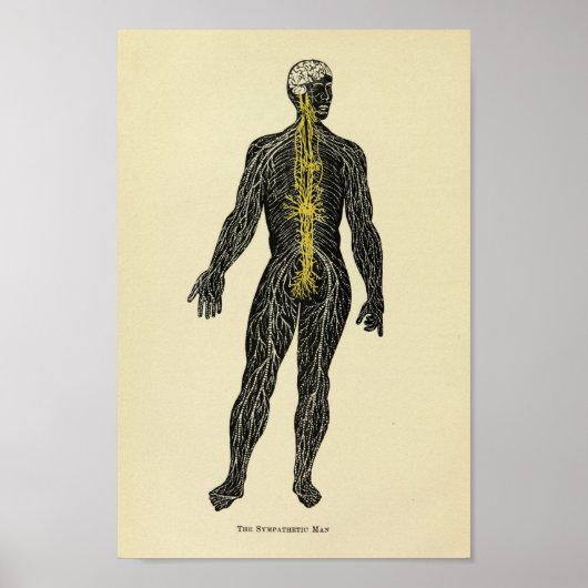 1920 Sympathische Nerves Anatomy Art Print (Voorkant)