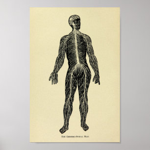  1920 Zenuwstelselanatomie Kunst Afdrukken Poster