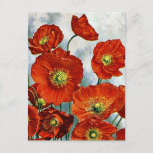 1922 IJsland — Papavers illustratie Briefkaart