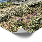 1956 Shasta Canned Ham Print (Hoek)