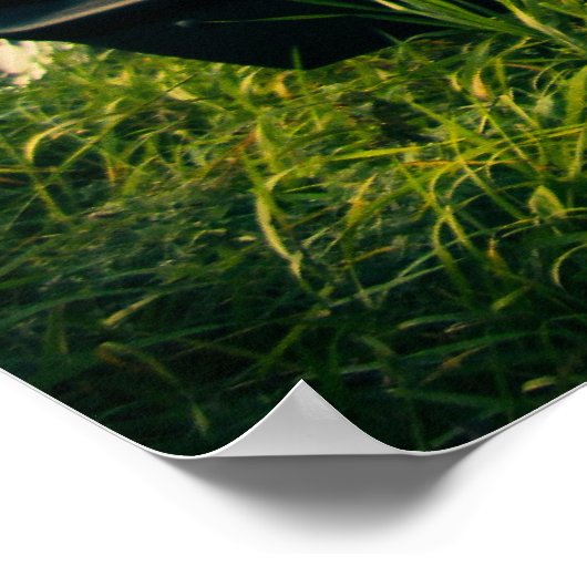 1966 Dodge-lader Poster (Hoek)