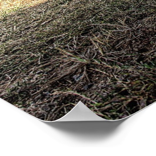 1968 Dodge-lader op HDR Poster (Hoek)